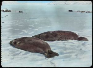 Image of Two Dead Seals